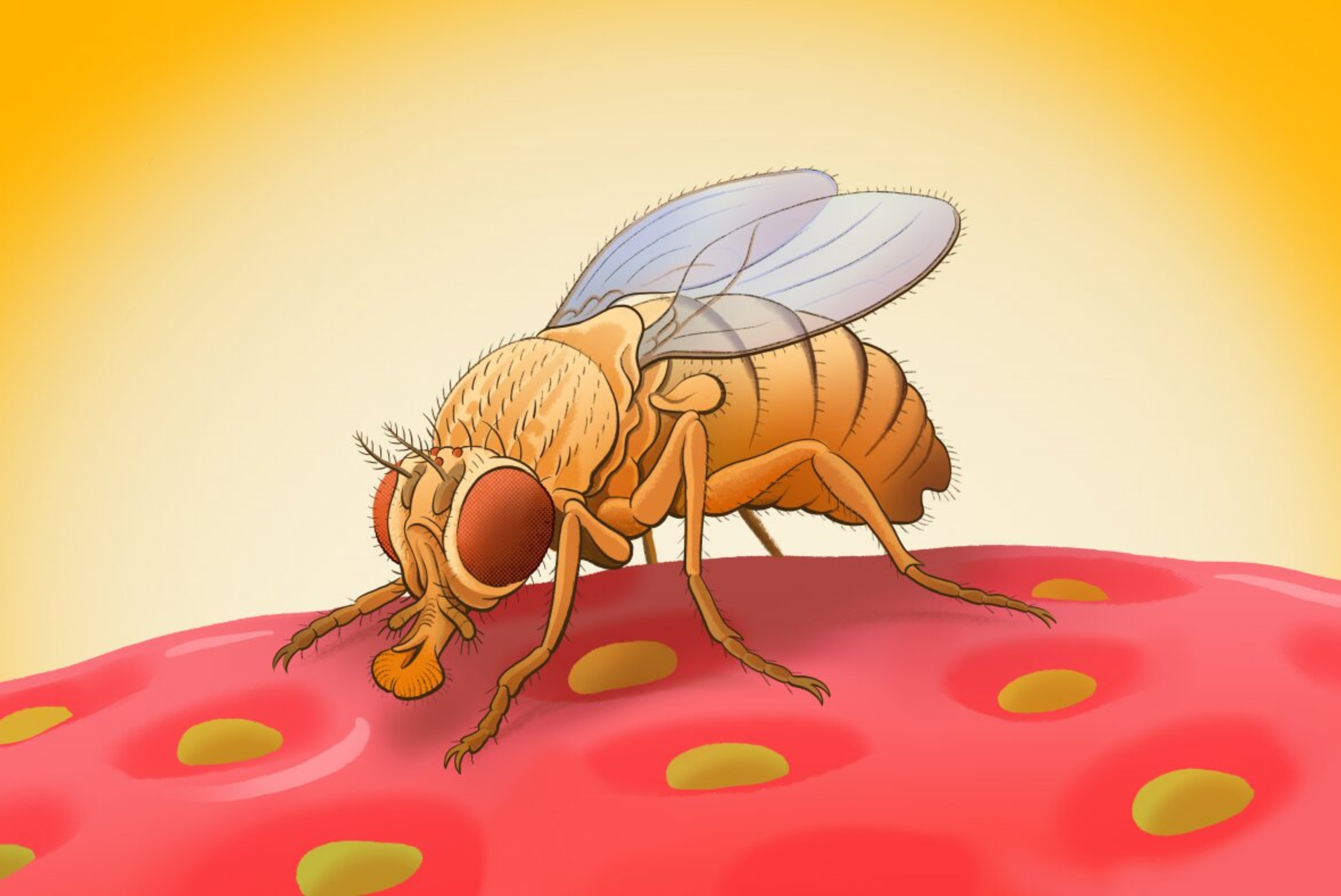 We are one step closer to simulating a complete fruit fly with this brain map