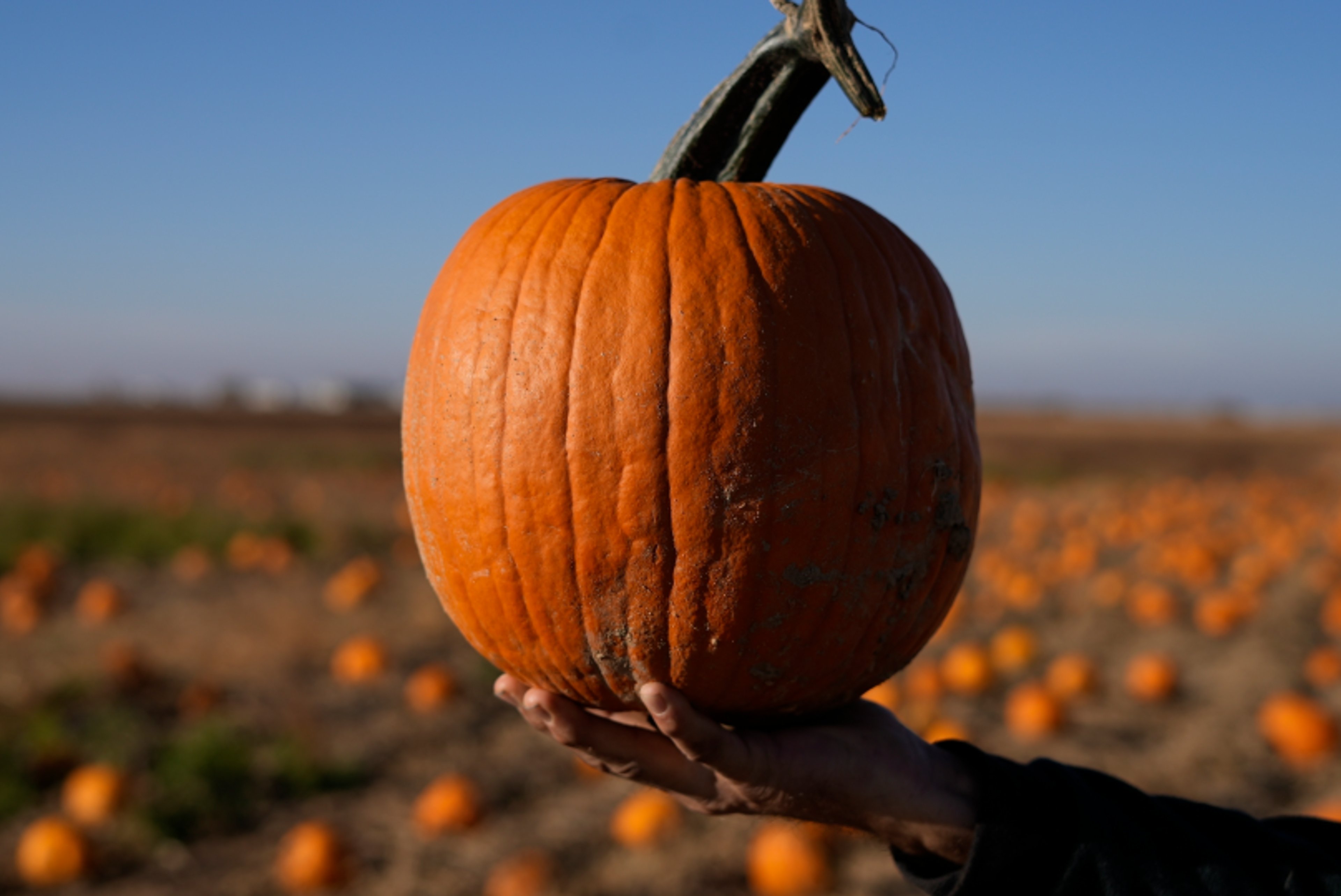 Microsoft acquires Wisconsin pumpkin farm for $76 million to build data center