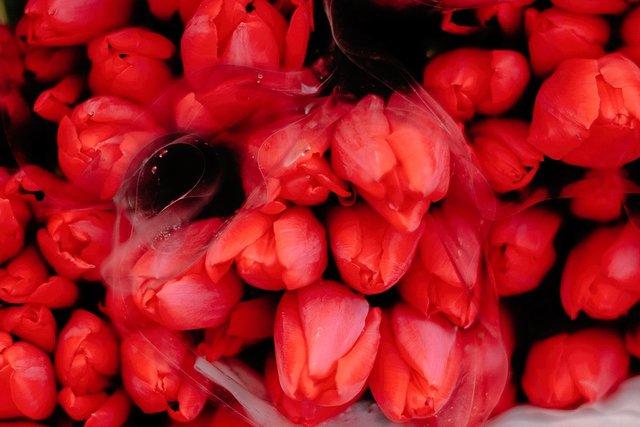 In Netherlands Bitcoin Mining is Used to Grow Tulips