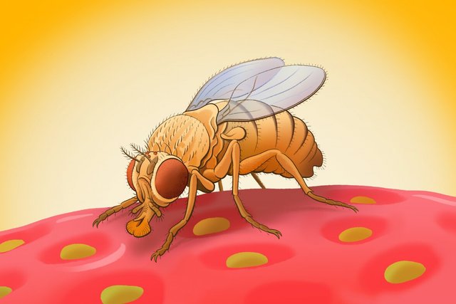 We are one step closer to simulating a complete fruit fly with this brain map
