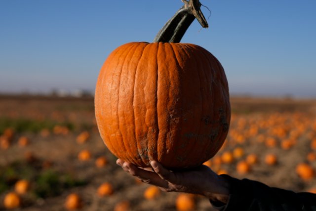 Microsoft acquires Wisconsin pumpkin farm for $76 million to build data center